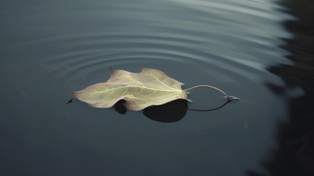 Autumn leaf floating on water surface. Close up. Selective focus.の素材