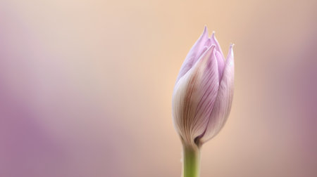 Beautiful purple crocus flower on blurred background with copy space.の素材