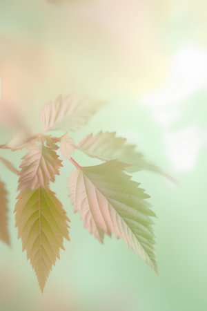 green leaves on a blurred background with bokeh. spring backgroundの素材