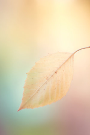 Autumn leaf with bokeh background - vintage effect style picturesの素材