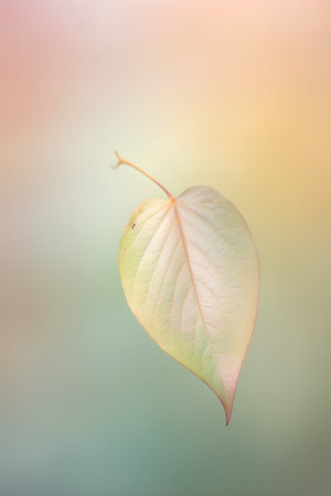 Autumn leaf on blurred background, soft focus, vintage tonedの素材