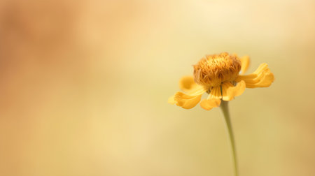 Beautiful yellow flower on blurred background, closeup. Space for textの素材