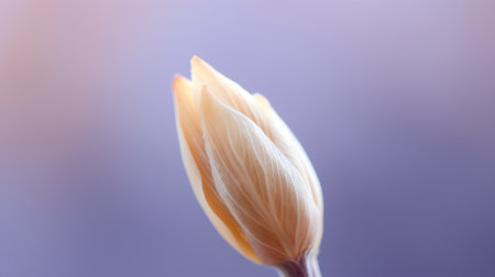 Macro shot of crocus flower bud on purple background. Spring concept.の素材