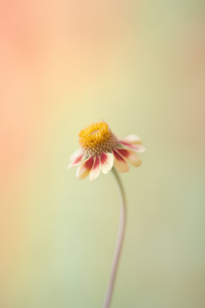 Beautiful flower in soft color and blur style for background - Vintage Filterの素材