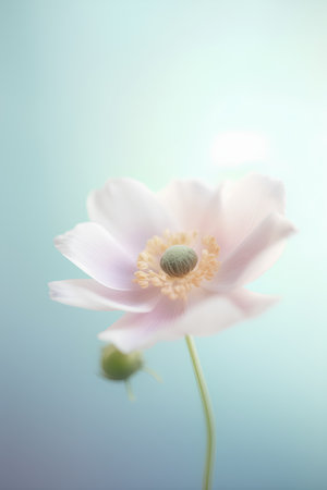 Beautiful white anemone flower on blue background. Soft focus.の素材