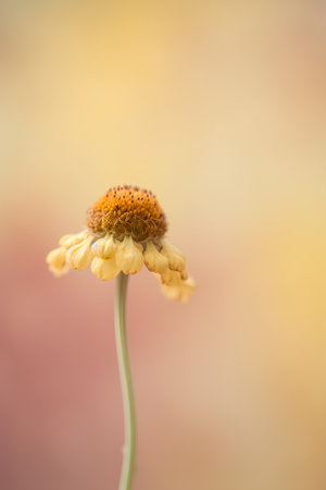 Yellow flower with blurred background, shallow depth of field, vintage toneの素材