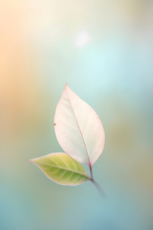 Close up of green leaf on blurred background, spring and summer conceptの素材