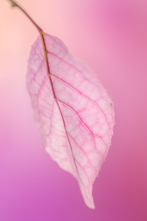 Close up of pink leaf on blurred pink background with copy space.の素材