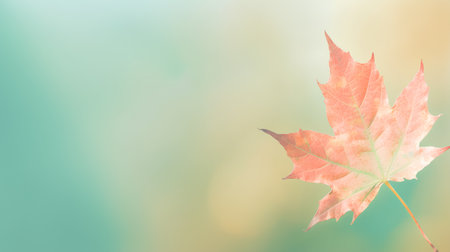 Autumn maple leaf on blurred nature background. Autumn background with space for text.の素材