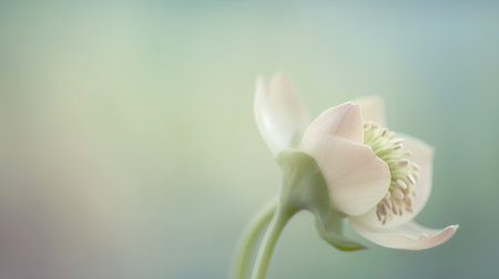 Aquilegia flower in soft color and blur style for backgroundの素材