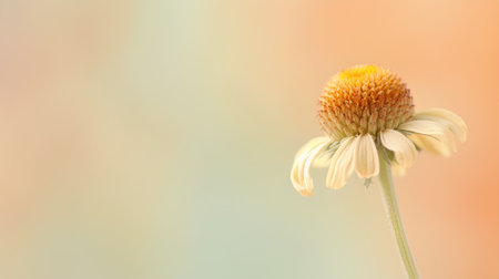 Echinacea purpurea flower on a soft pastel backgroundの素材