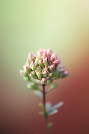 Macro photo of a small flower bud on a blurred background.の素材