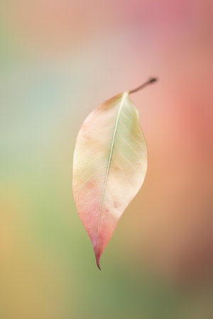 Autumn leaf on blurred colorful background, selective focus, tonedの素材