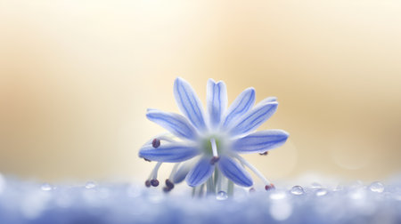 Beautiful blue scilla flower with dew drops on the petalsの素材