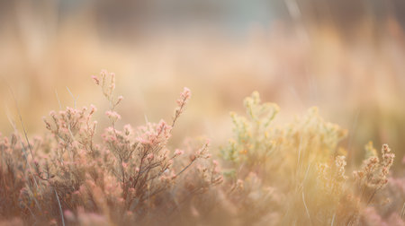 Autumn dry grass in the field. Shallow depth of fieldの素材