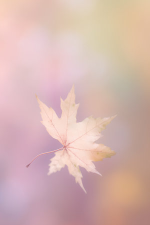 Autumn maple leaf on blurred bokeh background, fall season conceptの素材