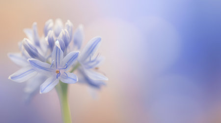 Blue hyacinth flower with bokeh background, soft focusの素材