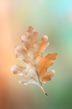 Autumn oak leaf on a blurred background. Design element for greeting card, poster, banner.の素材