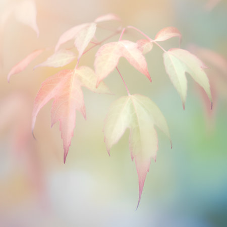Autumn leaves on blurred background, retro toned and filtered.の素材