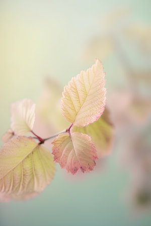 Autumnal branch with green leaves on blurred background, retro tonedの素材