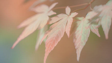Autumn maple leaves in soft color and blur style for background.の素材
