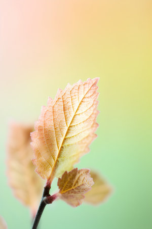 Close up of autumnal leaves on blurred background with copy space.の素材