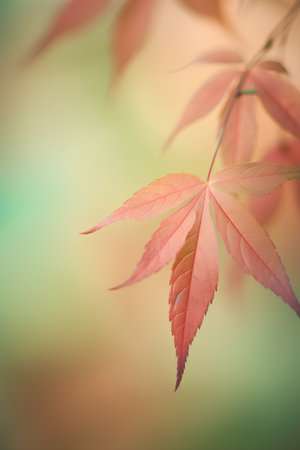 Autumn maple leaves on blurred background with bokeh effect.の素材