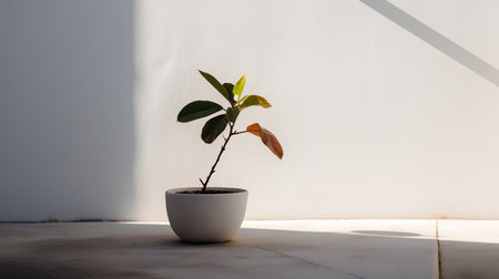 Ficus sprout in a white pot on the background of a white wallの素材