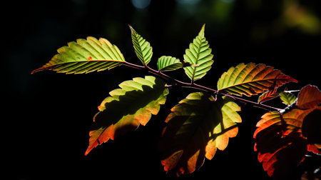 colorful autumn leaves on a dark background, note shallow depth of fieldの素材