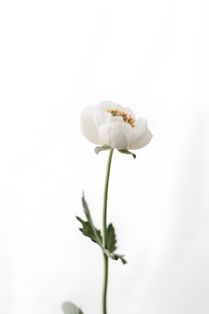 White poppy flower isolated on white background with copy space for text.の素材