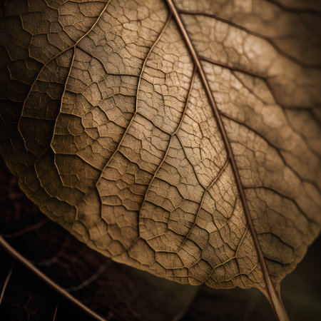 close up of dry leaf texture for background, nature and environment conceptの素材