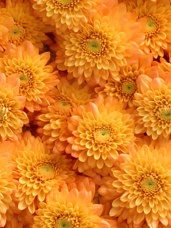 Bright orange chrysanthemums background. Seamless pattern.の素材