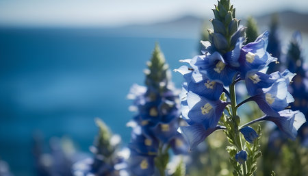 Blue lupine flowers on the background of the sea and mountainsの素材