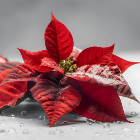 Red poinsettia flower with dew drops on gray backgroundの素材