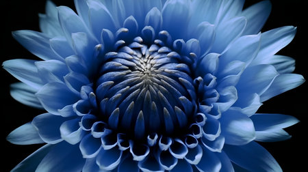 Blue chrysanthemum on a black background close-upの素材
