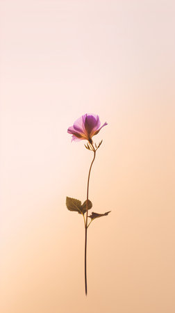 Purple cosmos flower on pastel color background with soft light.の素材