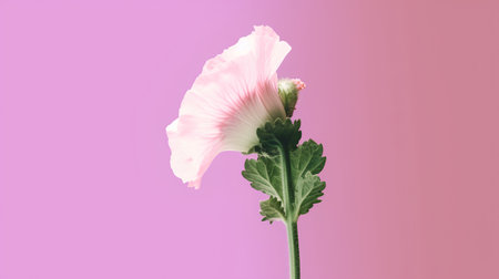 Pink hollyhock flower isolated on pink background with clipping pathの素材