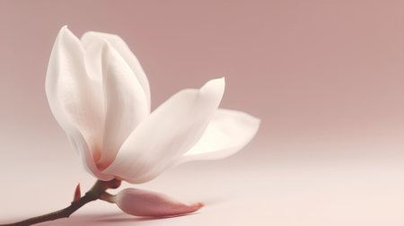 Magnolia flower on a pink background with copy space, soft focusの素材