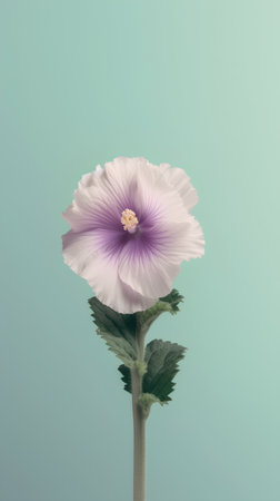 Hollyhock flower (Malva alcea) isolated on blue backgroundの素材