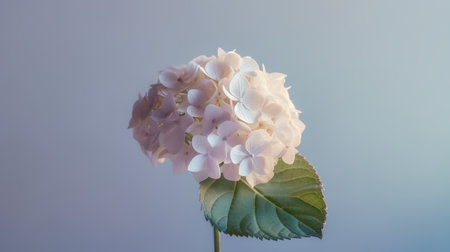 Beautiful hydrangea flowers on a blue background. Soft focus.の素材