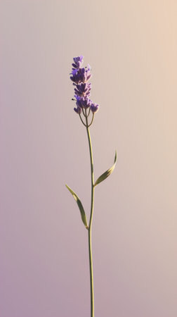 Lavender flower on a pastel background. Lavandula officinalis.の素材