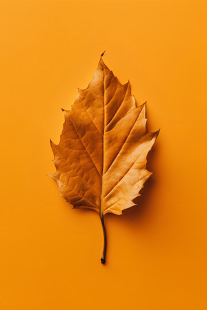 Autumn leaf isolated on orange background. Flat lay, top viewの素材