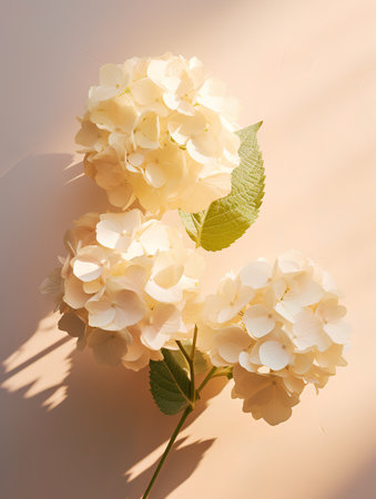 White hydrangea flowers on beige background. Flat lay, top view.の素材