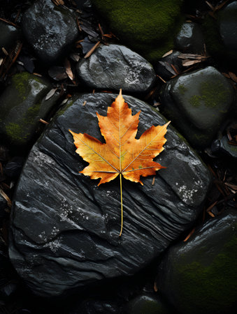 Autumn maple leaf on black pebbles. Nature background.の素材