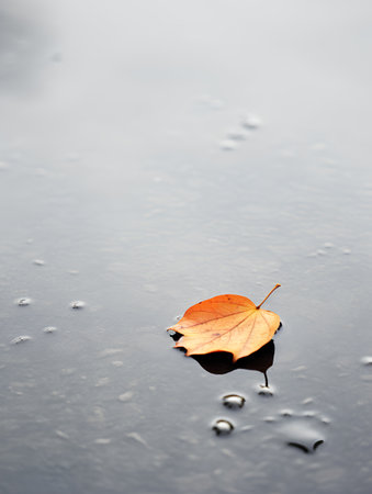Autumn leaves on the water surface with rain drops. Autumn background.の素材