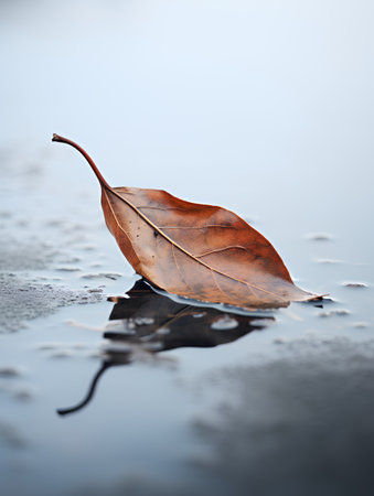 Autumn leaf on a wet puddle. Shallow depth of field.の素材