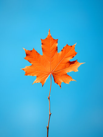 Autumn maple leaf isolated on blue background. Fall season concept.の素材