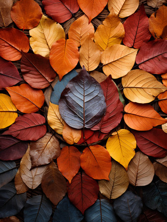 Colorful autumn leaves background, top view. Fall season concept.の素材