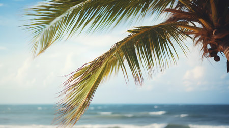 Coconut palm tree on the beach with blue sky and sea backgroundの素材