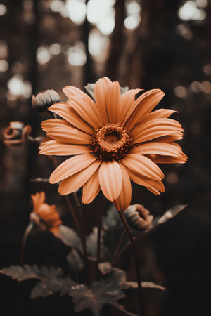 Beautiful orange gerbera flower in the garden - Vintage Filterの素材